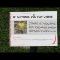 Carthame des teinturiers, Safran des teinturiers, Carthamus tinctorius L., Safran batard (1)
